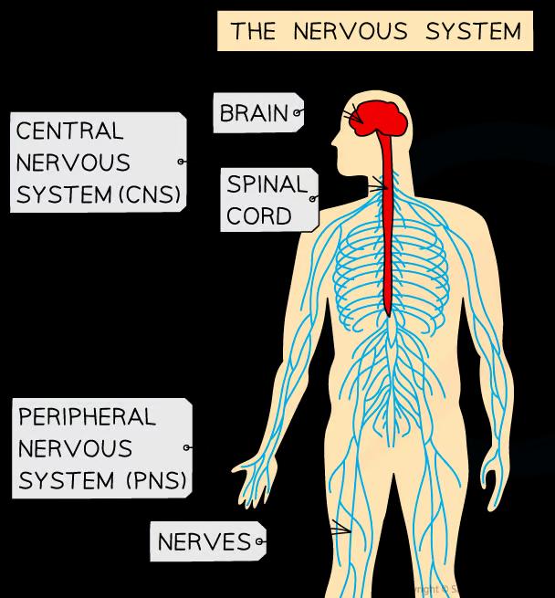 Diagram of the nervous system showing the central nervous system (brain and spinal cord) and peripheral nervous system (nerves) in a human body outline.