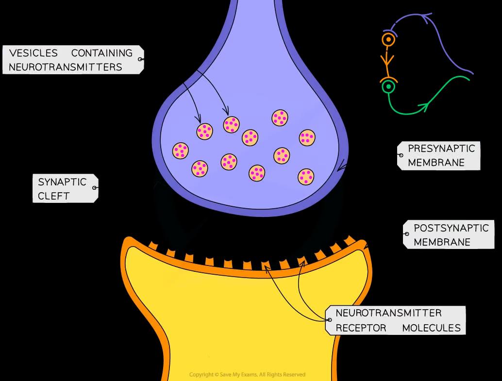 Diagram of a synapse showing a presynaptic membrane with vesicles containing neurotransmitters, synaptic cleft, postsynaptic membrane, and neurotransmitter receptor molecules.